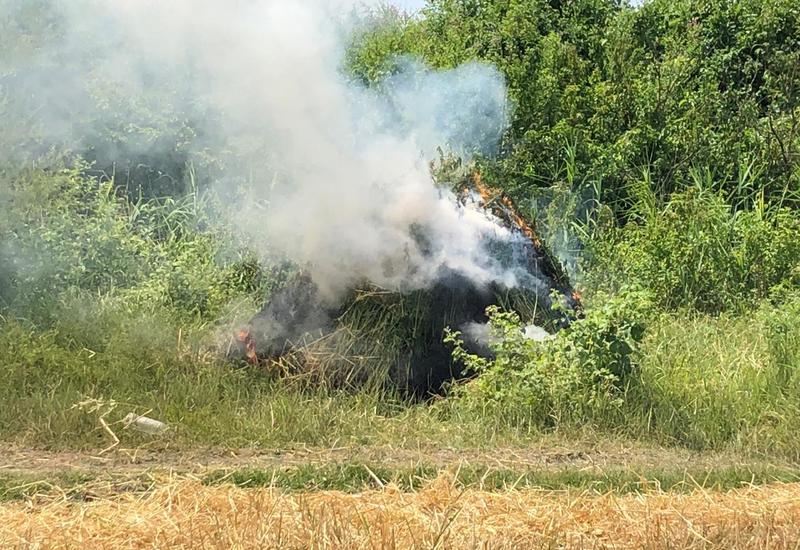 Zaqatalada 9 ton narkotik bitki məhv edilib