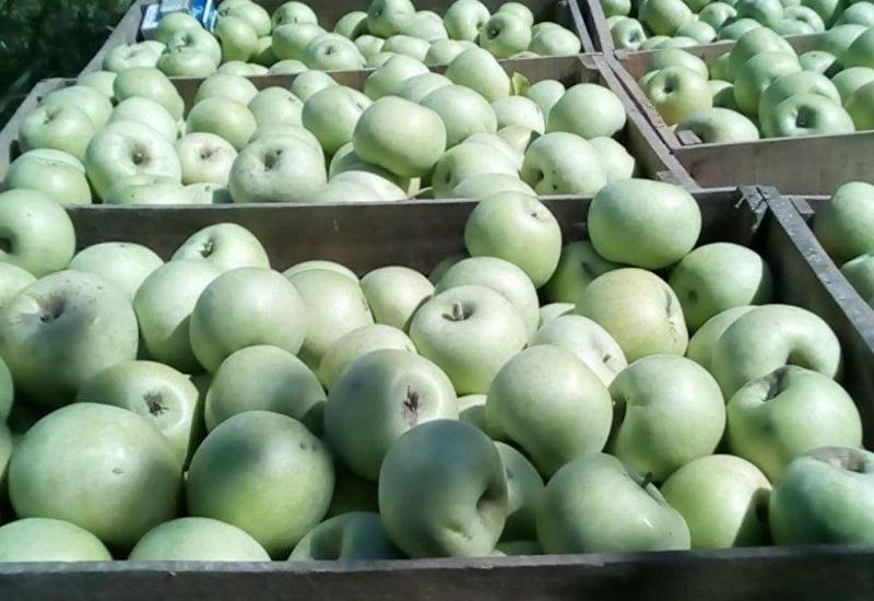 Еще 11 азербайджанским предприятиям разрешили экспортировать яблоки в Россию