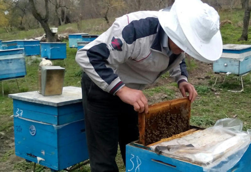 Азербайджанские пчеловоды получат крупные субсидии