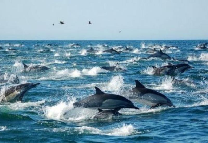 «Армию» дельфинов сняли у побережья Тихого океана