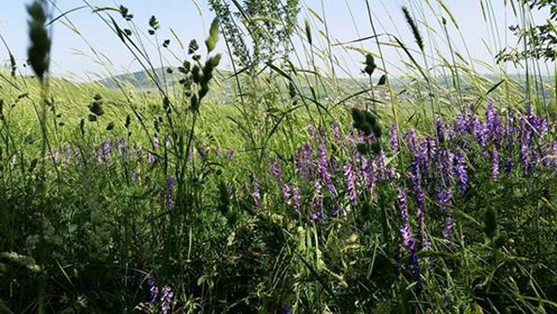 Самые красивые и зеленые регионы Азербайджана