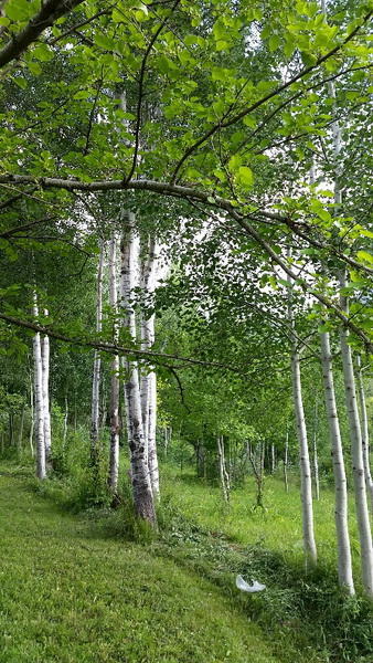 Самые красивые и зеленые регионы Азербайджана