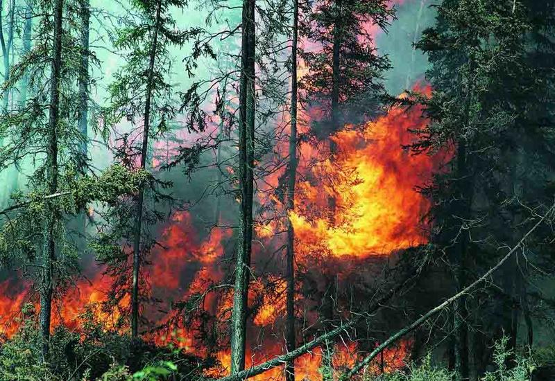 В Азербайджане предотвратили крупный лесной пожар