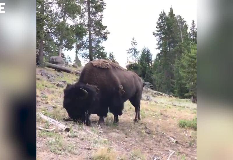 В США: разъярённый бизон атаковал и подбросил в воздух ребёнка