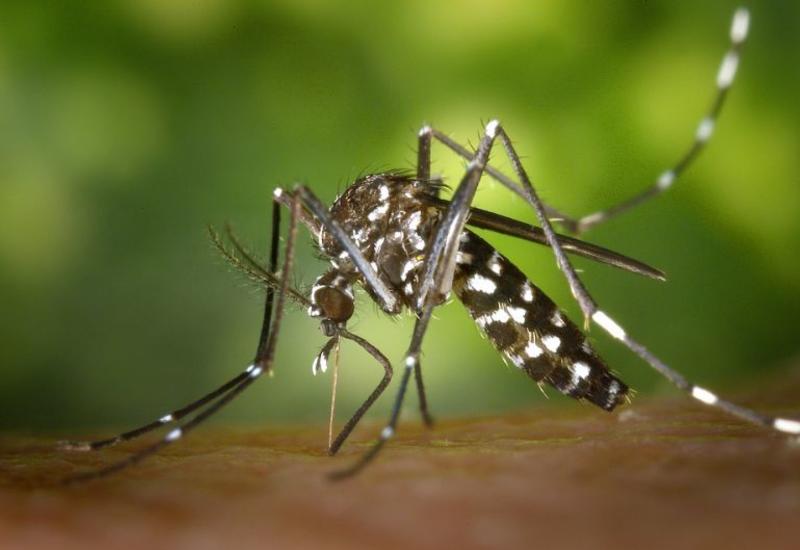 Австралийские ученые предлагают использовать бактерии для регулирования популяции комаров