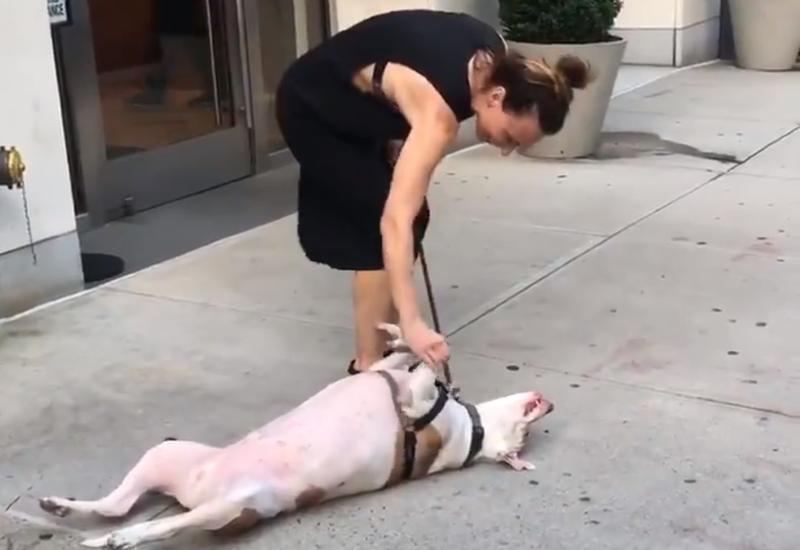 Видео с псом, объявившим бойкот хозяйке, набирает популярность в Сети
