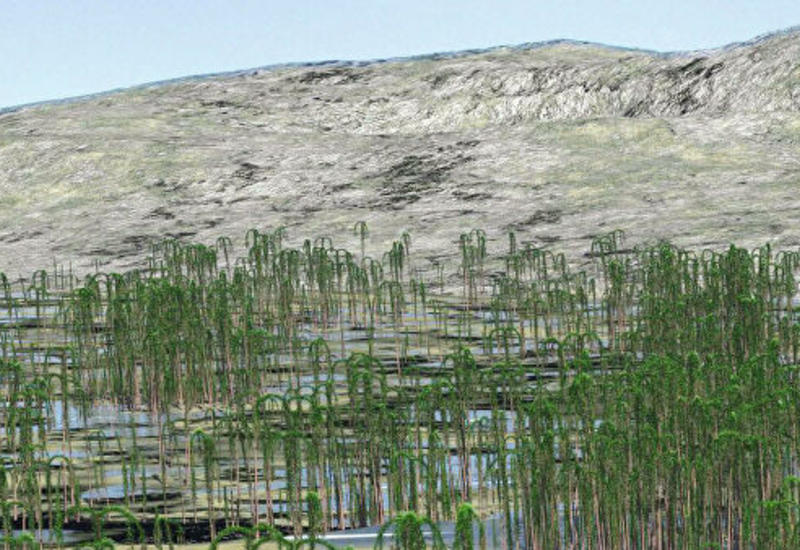Палеонтологи нашли в Китае самый крупный и древний окаменевший лес Земли
