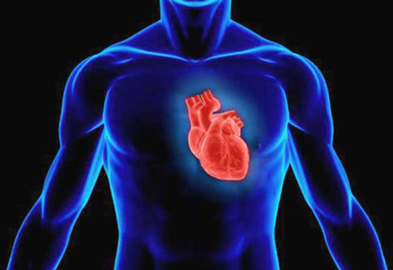 Обнаружено новое средство против воспаления сердца