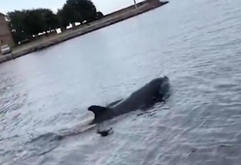 Дельфин, «жонглирующий» медузой, сопроводил лодку туристов возле датского острова