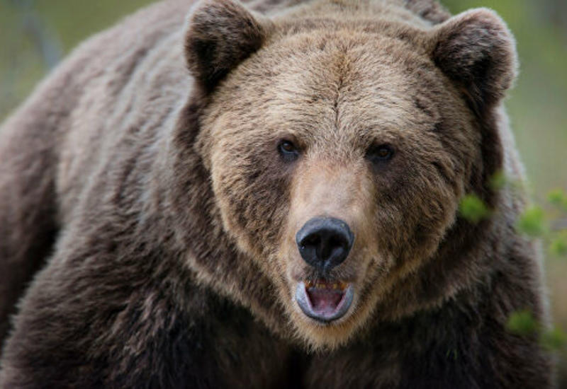 Медведь зашел на территорию школы в Финляндии