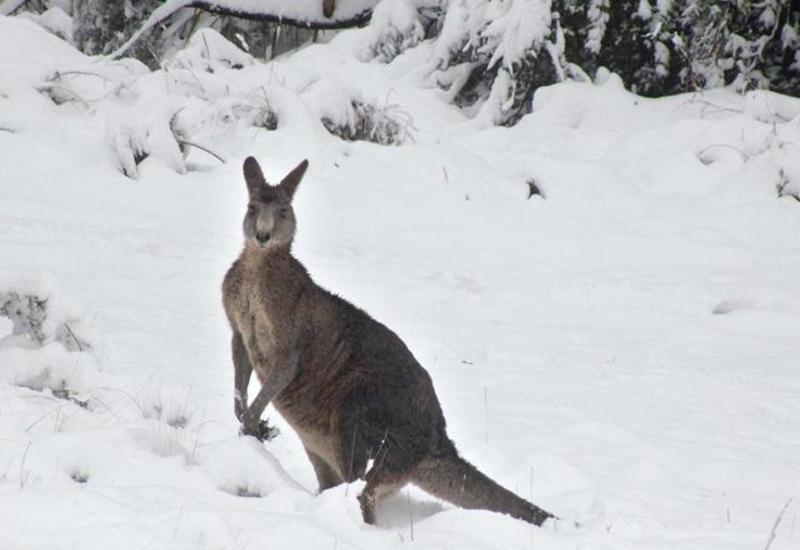 Австралию впервые за 35 лет накрыло снегом