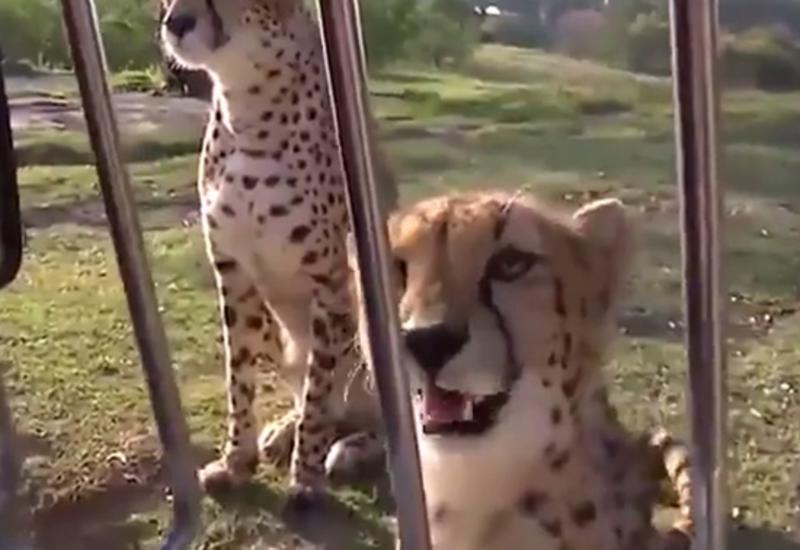 Видео с издающими неожиданные звуки гепардами стало хитом в Сети
