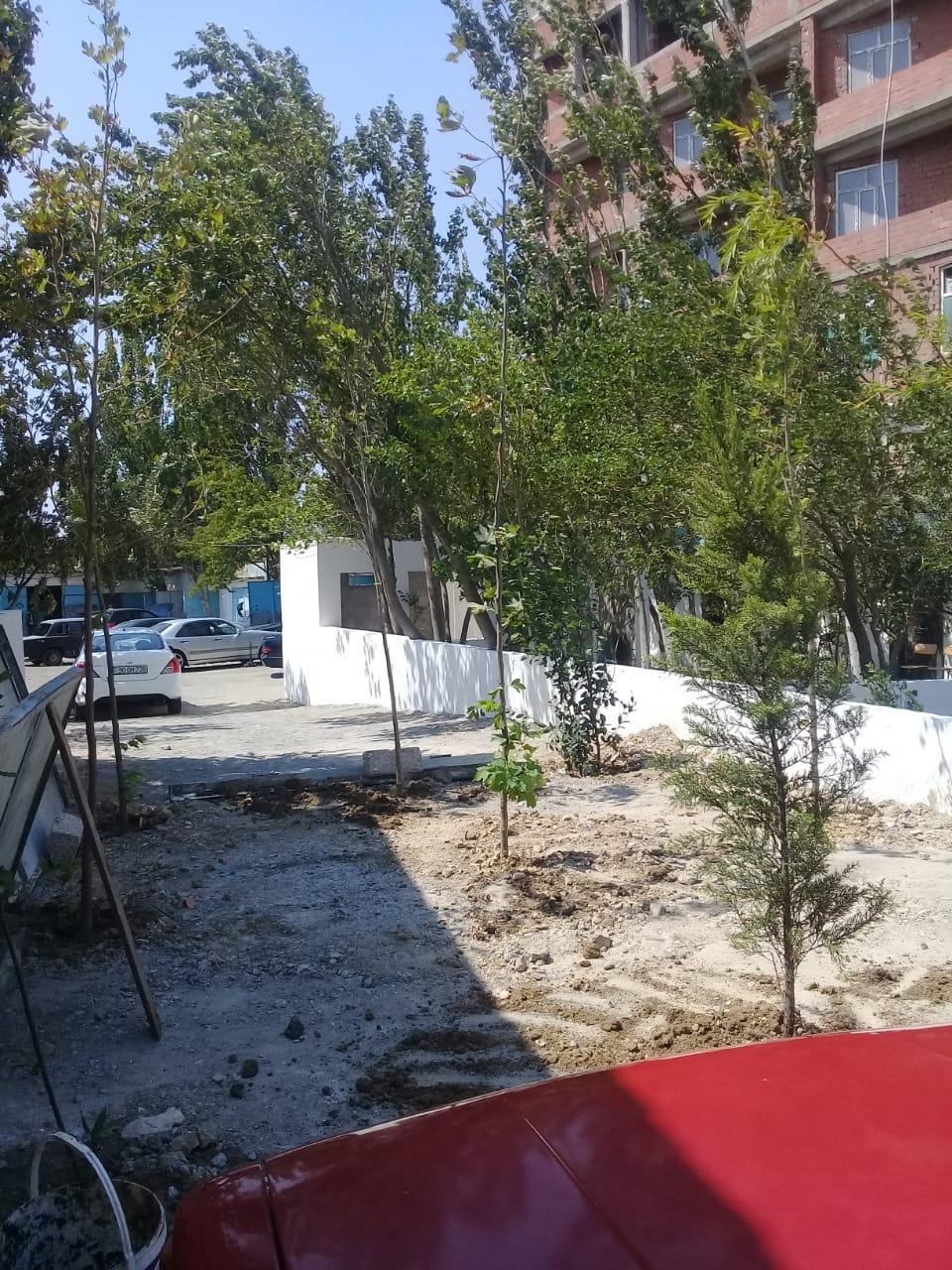 В Баку оштрафовали руководителя предприятия за вырубку деревьев