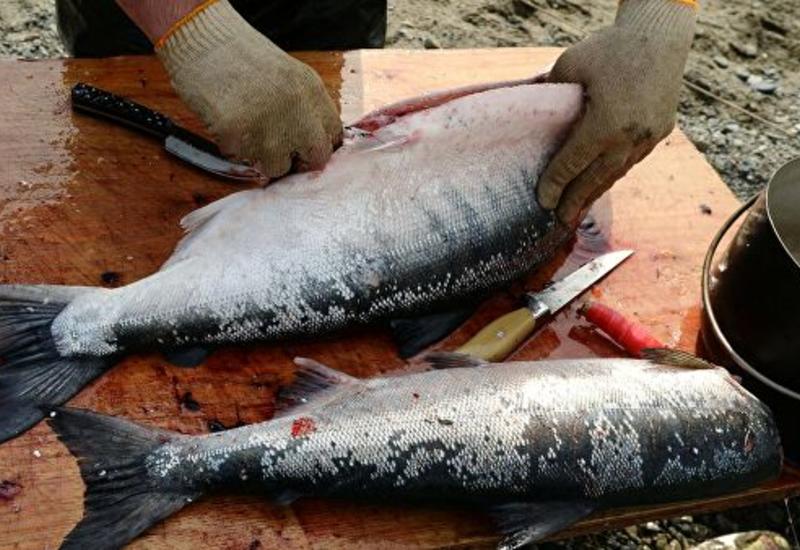 На Аляске из-за жары массово гибнет лосось