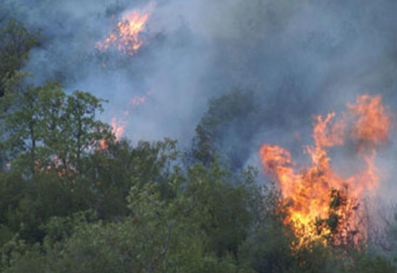 Крупный лесной пожар в Ярдымлы