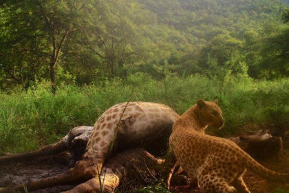 Редчайший розовый леопард попал на скрытую камеру