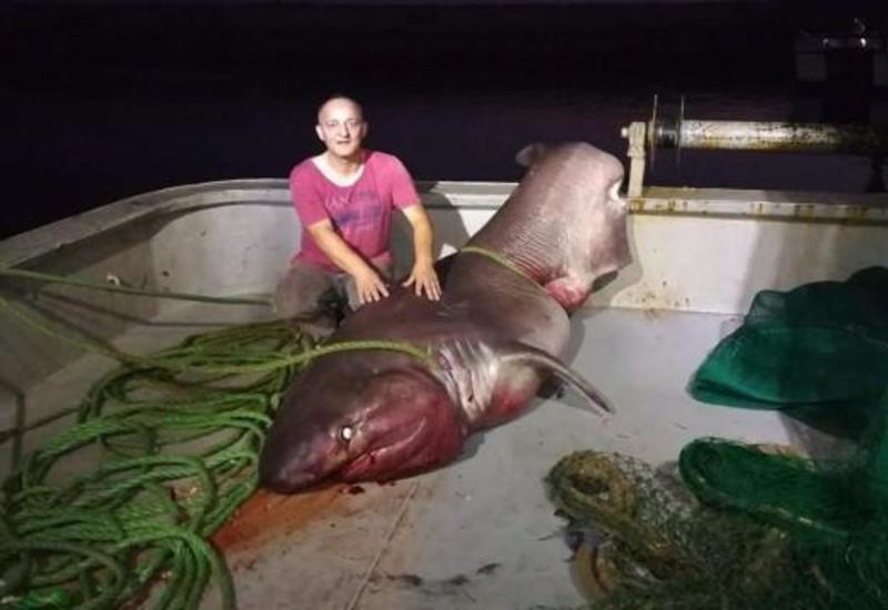 Türkiyədə balıqçılar beş metrlik akula tutub