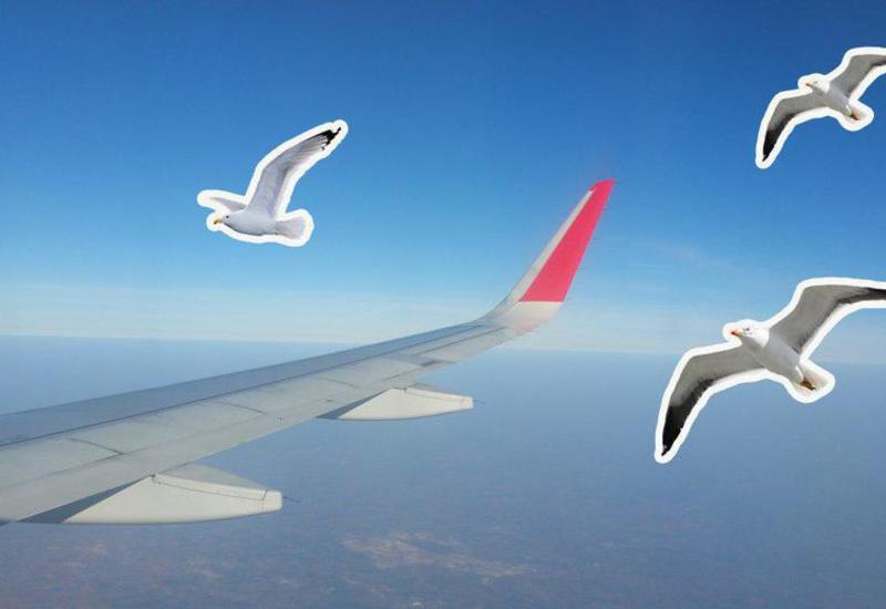 5 самых страшных авиакатастроф, случившихся из-за птиц