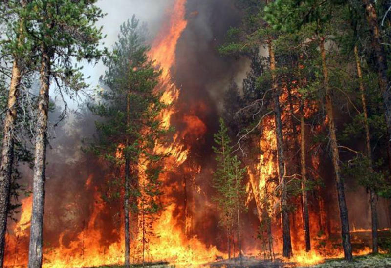 В Гахе начался сильный лесной пожар