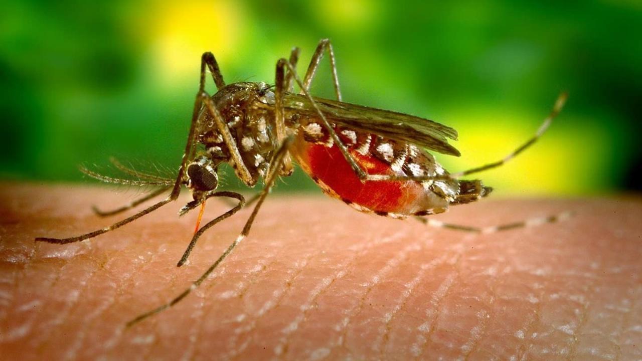 Революционный материал поможет обеспечить двойную защиту от укусов комаров