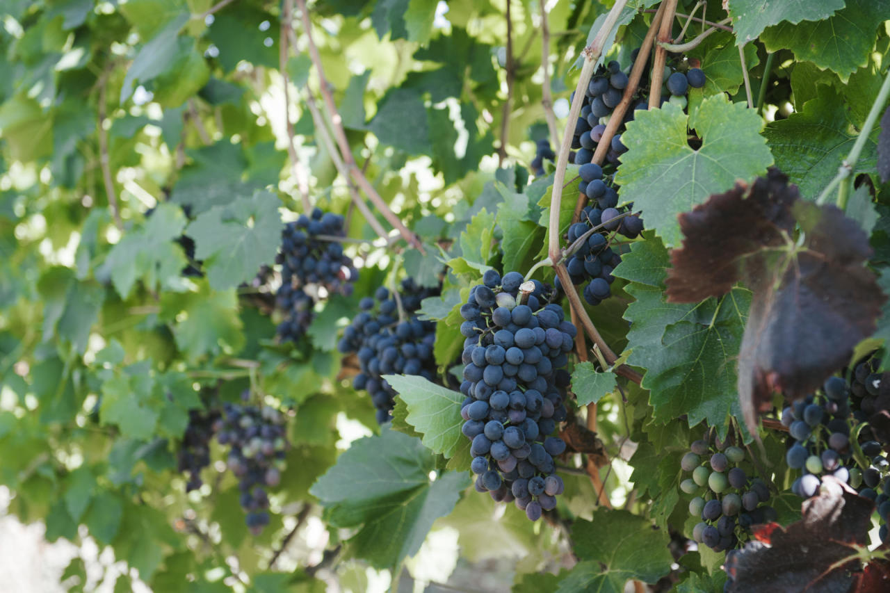 В этом районе Азербайджана появился первый кооператив в сфере виноградарства