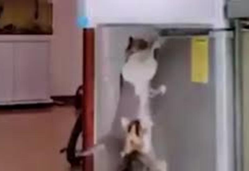 Коты ловко грабят холодильник