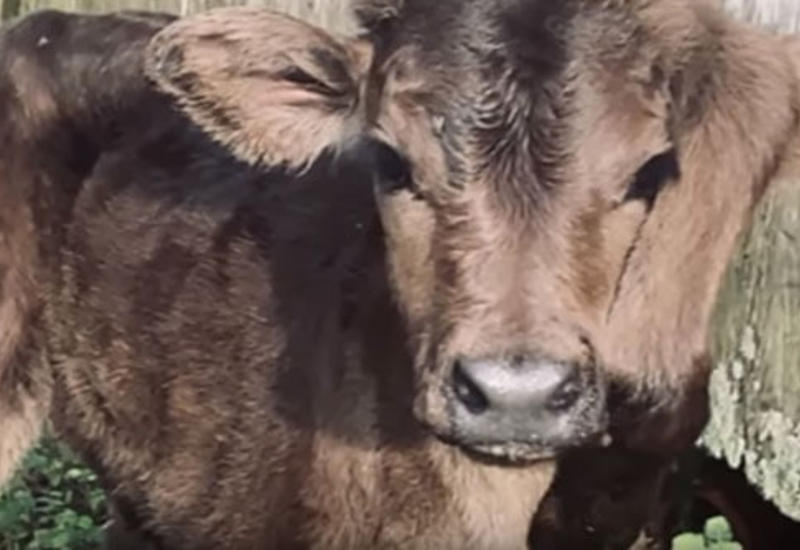 Увидев чудесного телёнка с пятью ногами, фермеры решили подарить ему шанс на жизнь