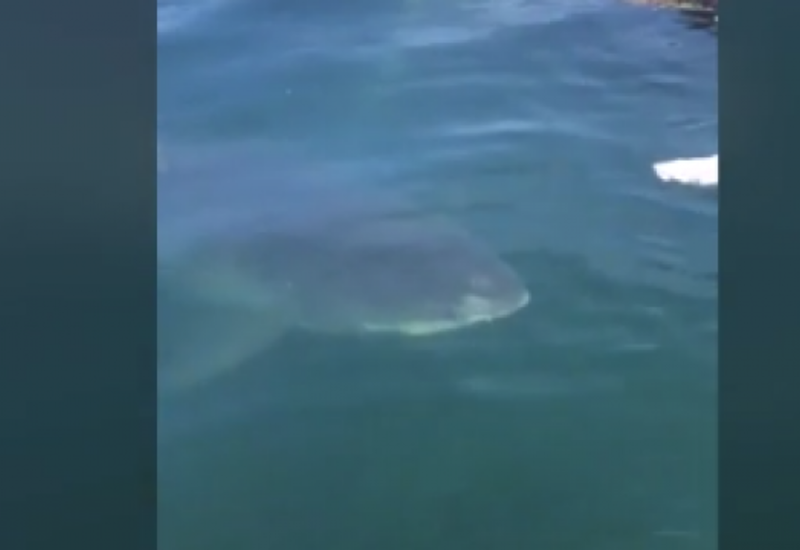 Aкула-людоед напугала рыбака, поедая на его глазах кита