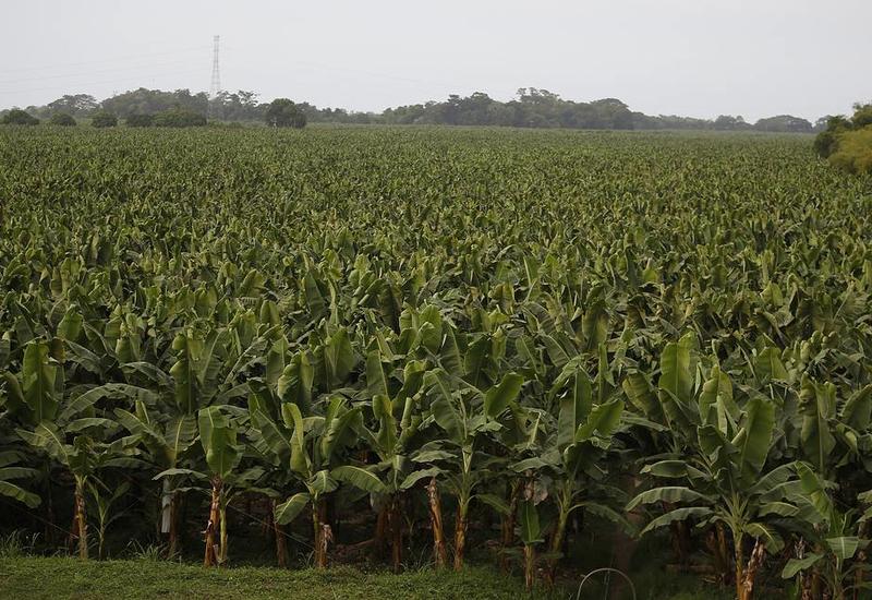 Изменение климата может вызвать исчезновение бананов уже к 2050 году
