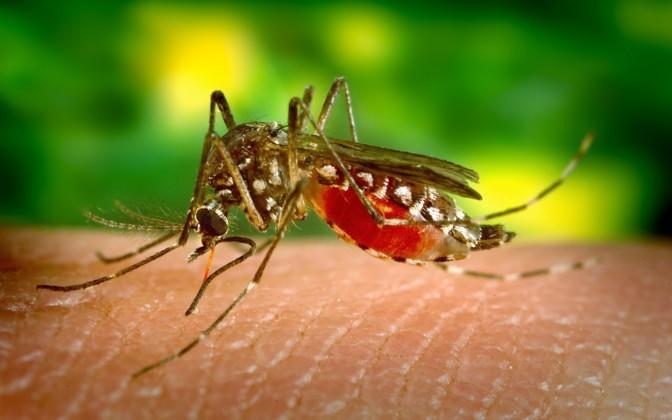 В Греции 15 человек умерли от укусов комаров