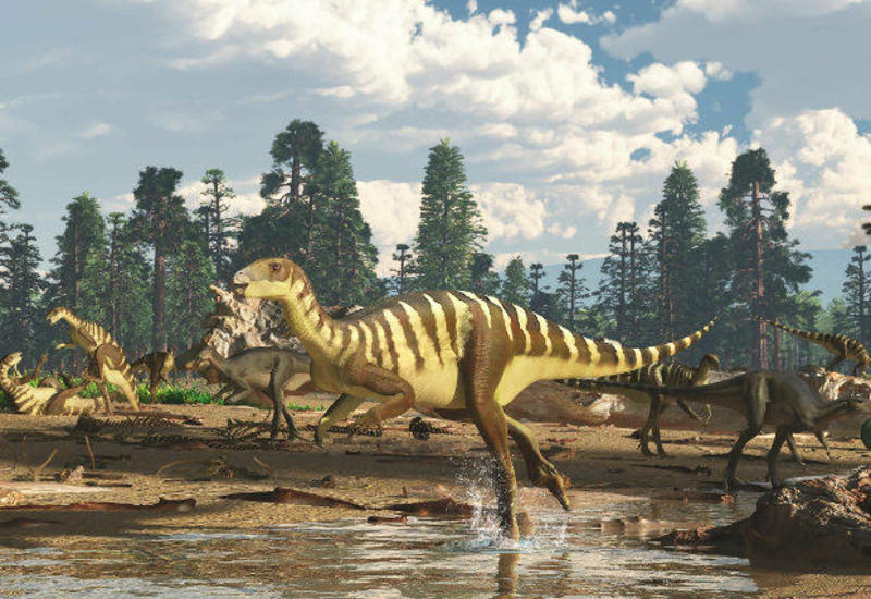 Yeni dinozavr növü tapıldı