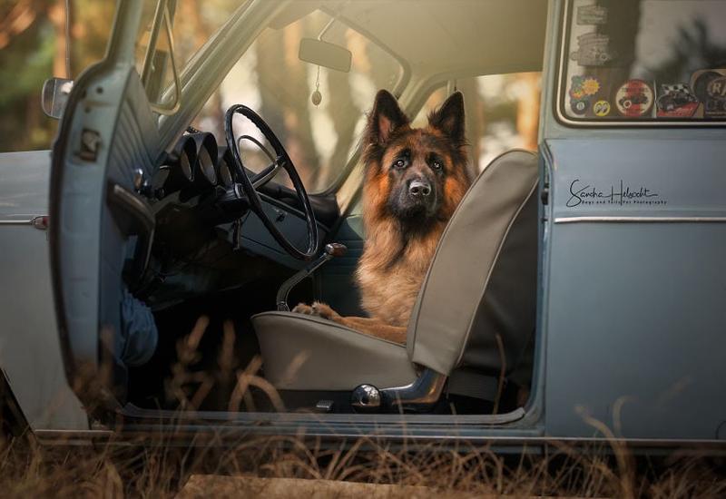 Идеальное сочетание: собаки и винтажные авто