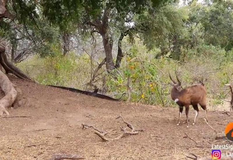 Незадачливый питон охотился за антилопой и остался ни с чем