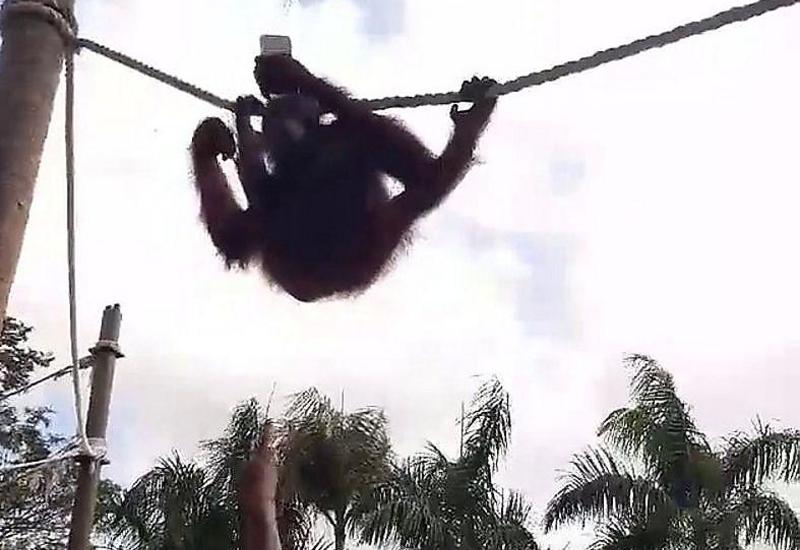Орангутан лишил телефона туристку