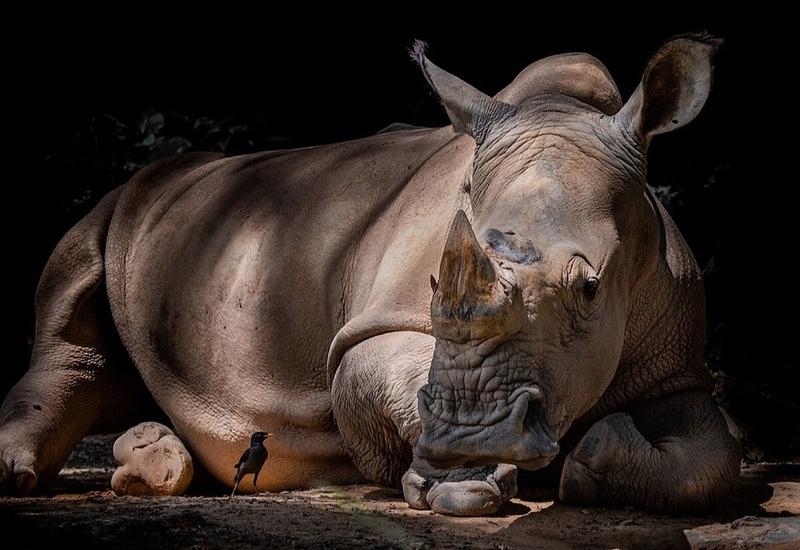Из зуба носорога выделена самая большая и древняя порция генетической информации