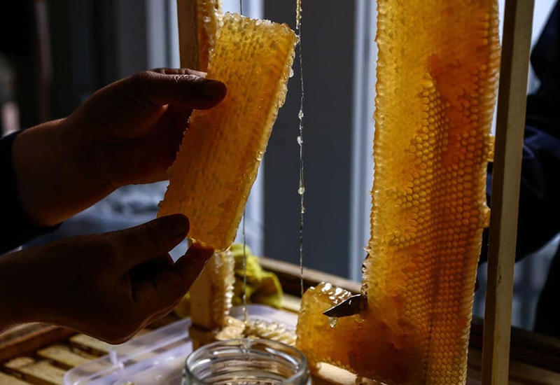 В республиканской ярмарке меда примут участие сотни азербайджанских пчеловодов