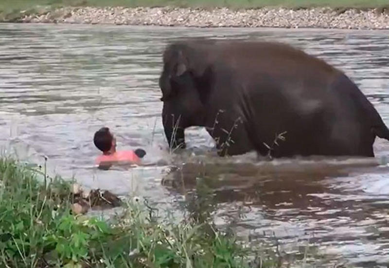Отважный слоненок бросился спасать из бурной реки человека