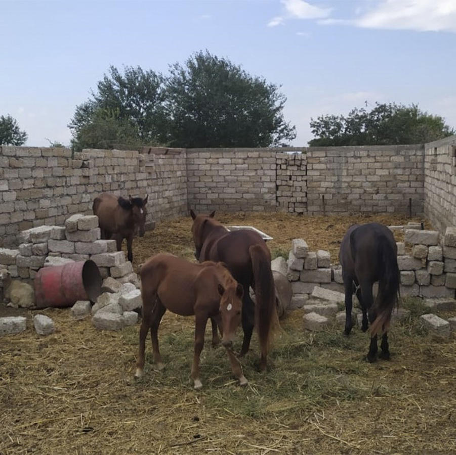 В Хачмазе обнаружили сотни килограммов непригодной конины