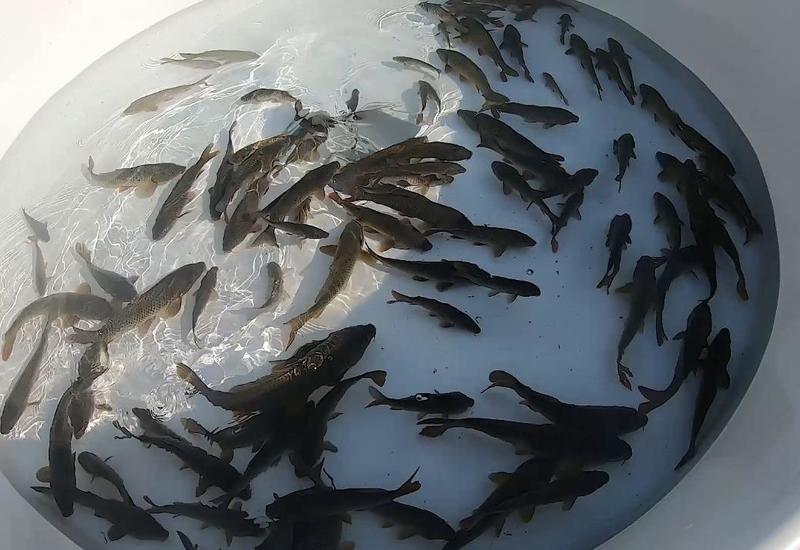 В Куру выпустили тысячи мальков рыб