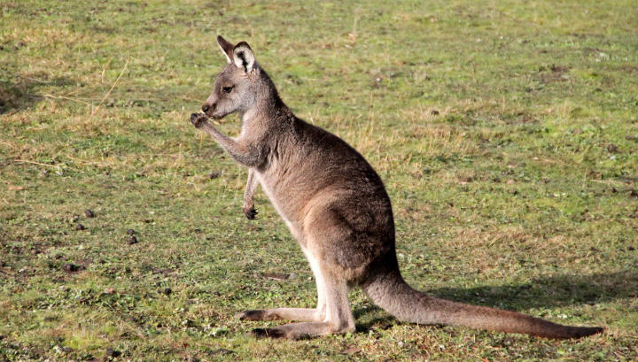 В Австралии разрешили отстреливать кенгуру
