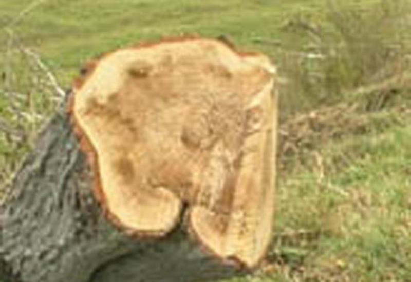 В Баку оштрафовали компанию на крупную сумму за вырубку деревьев