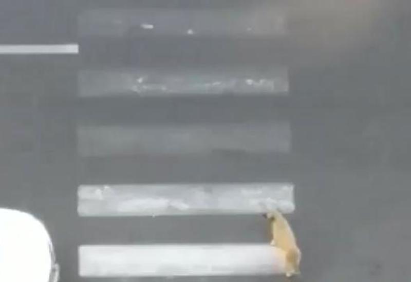 В Баку пешеход помог собаке перейти дорогу по зебре