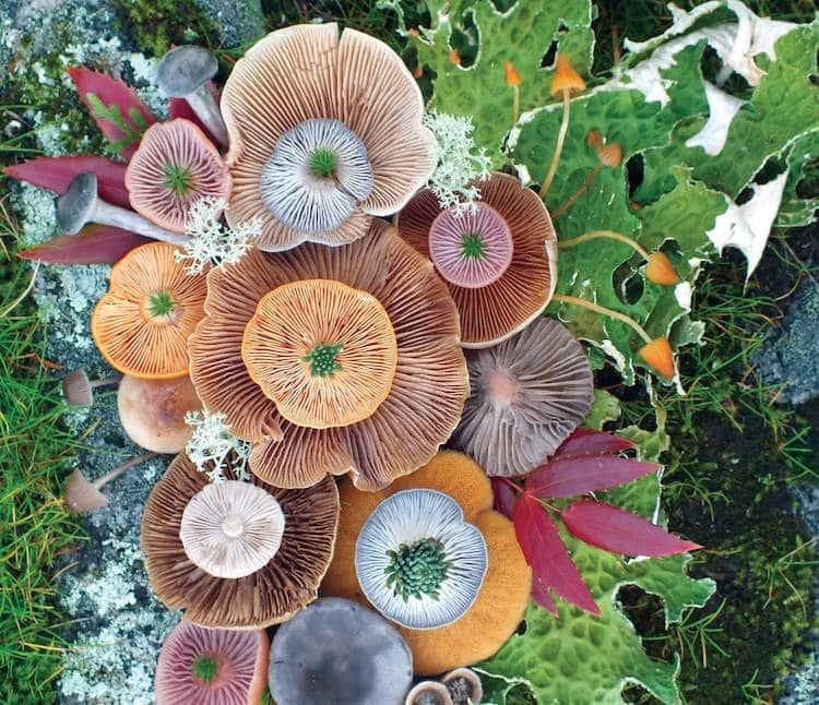 Цветные грибы: фэнтези, созданное самой природой