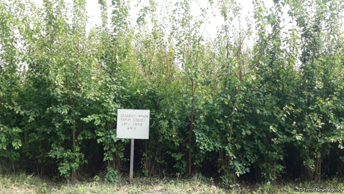 В истории Азербайджана впервые будет высажено 650 тыс. деревьев в один день