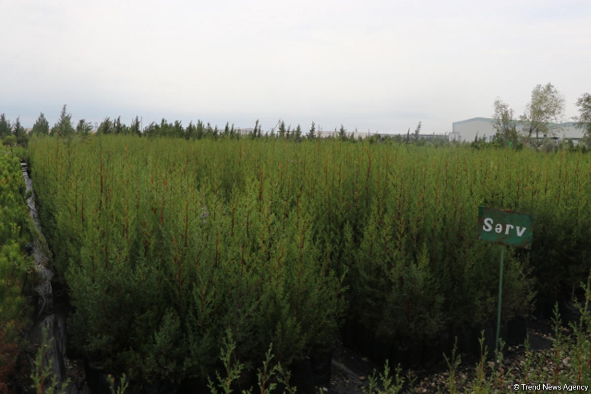 В истории Азербайджана впервые будет высажено 650 тыс. деревьев в один день