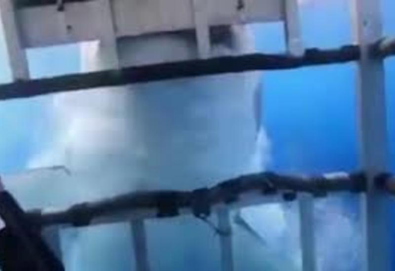 Пятиметровая акула-людоед атаковала женщину на глазах у дайверов