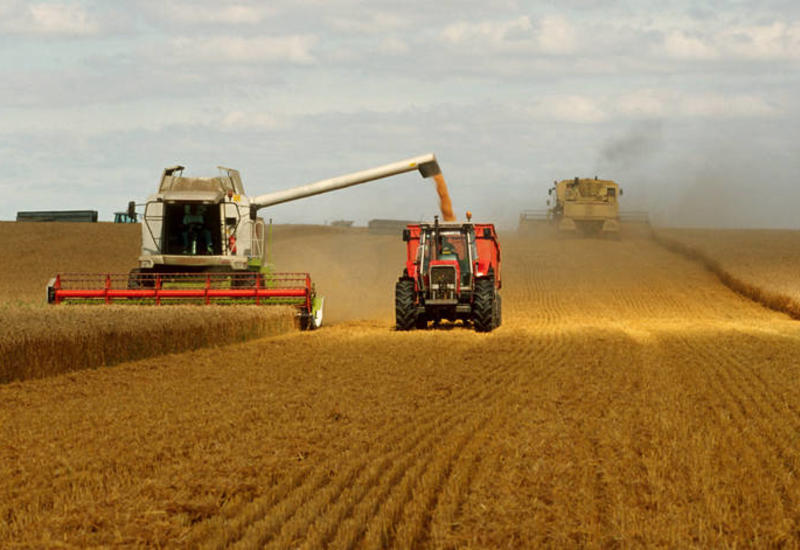 Азербайджан значительно увеличил производство зерна