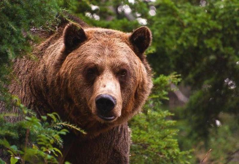 В Чернобыль впервые за 100 лет вернулись медведи
