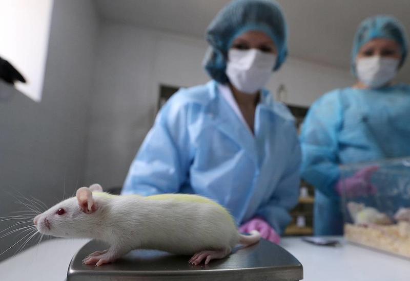 Зародыши мышей помогли открыть гены, связанные с развитием "синдрома вечного детства"