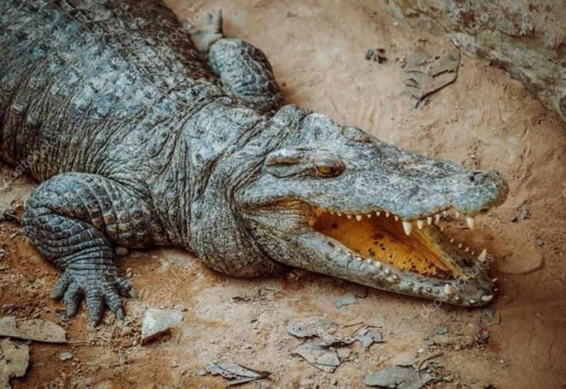 В Австралии мужчина чудом спасся из пасти крокодила
